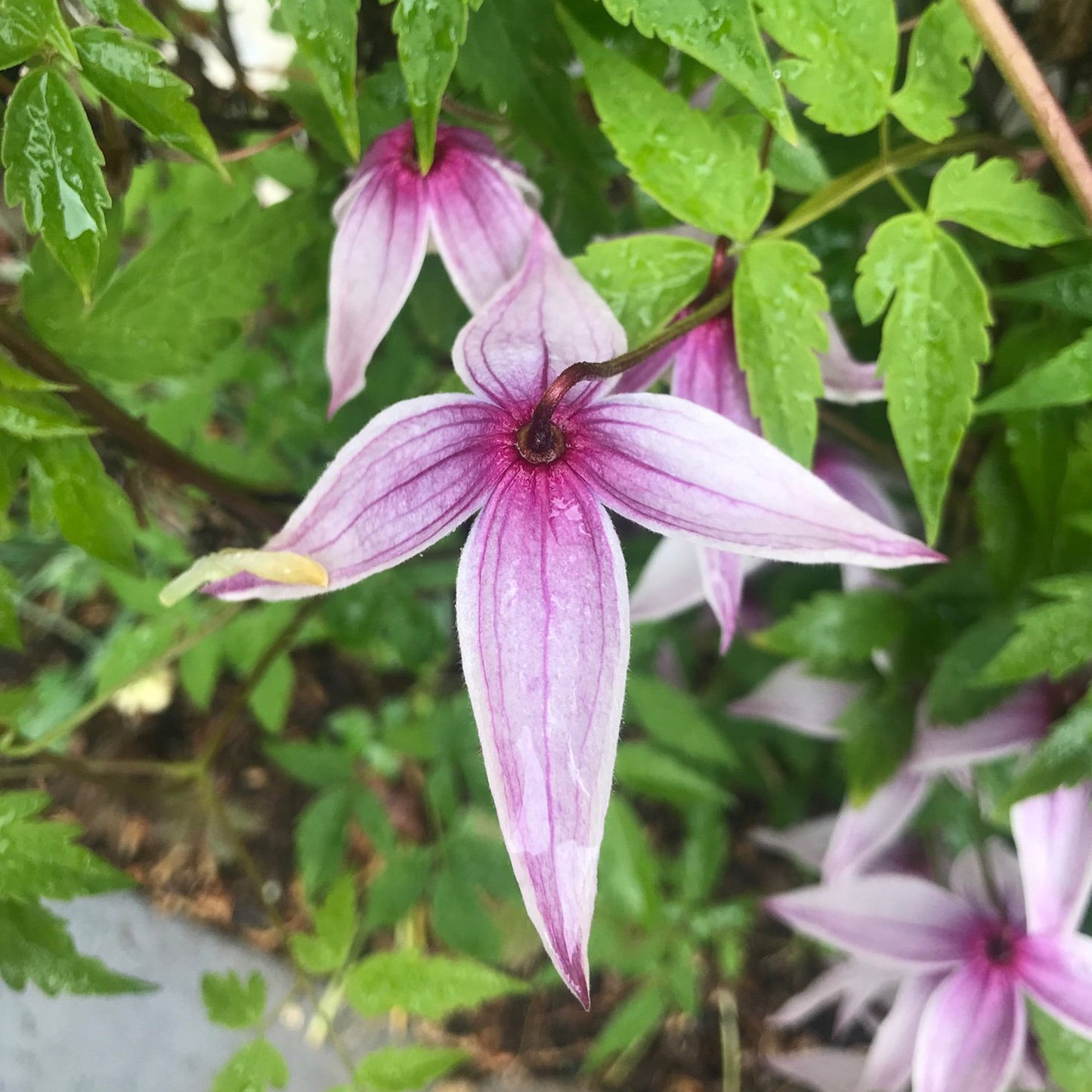 Clematis Willy