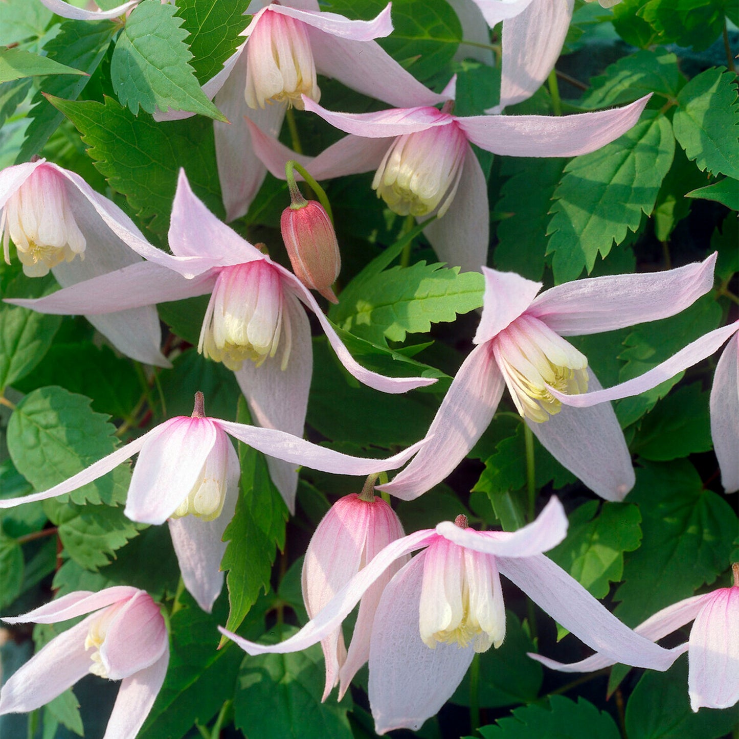 Clematis Willy