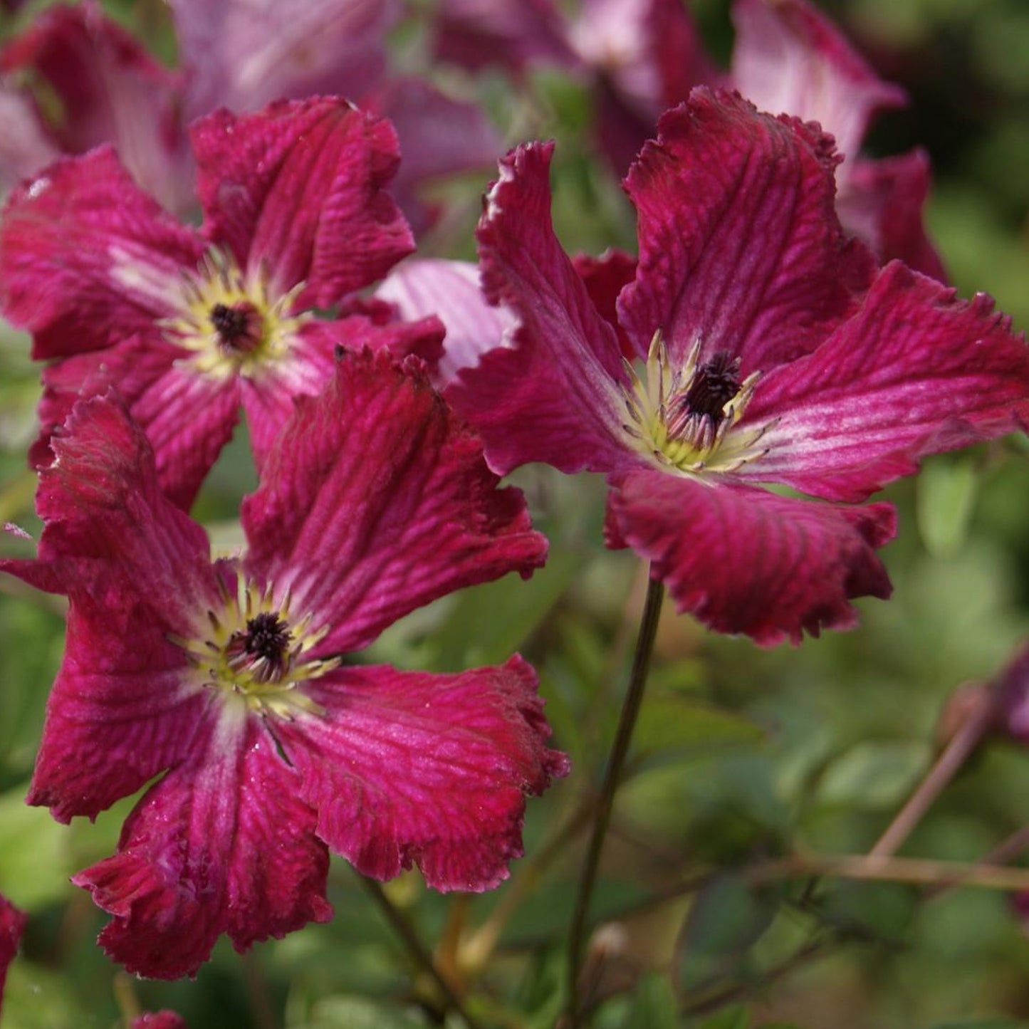 Clematis Rubra