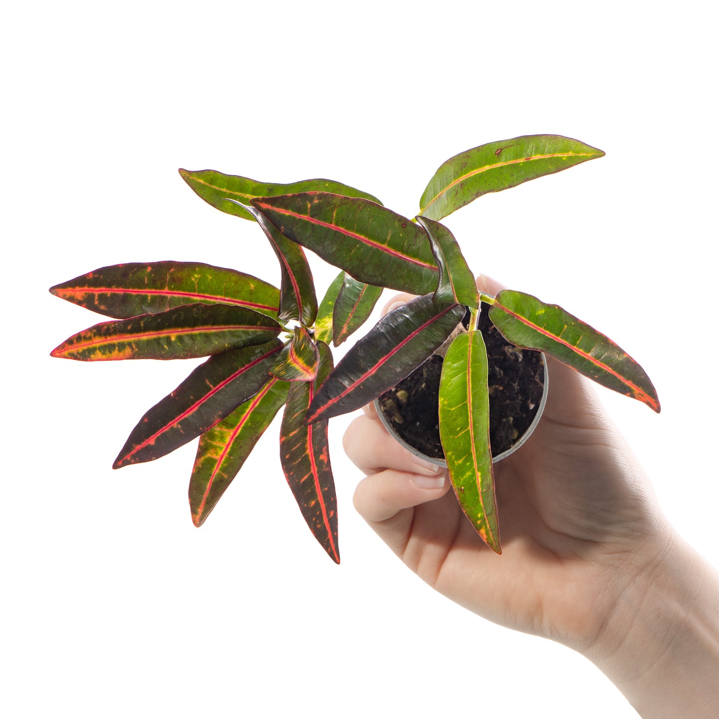 Baby Plants - Codiaeum Excurrens