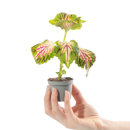 Baby Plants - Coleus Space Cake