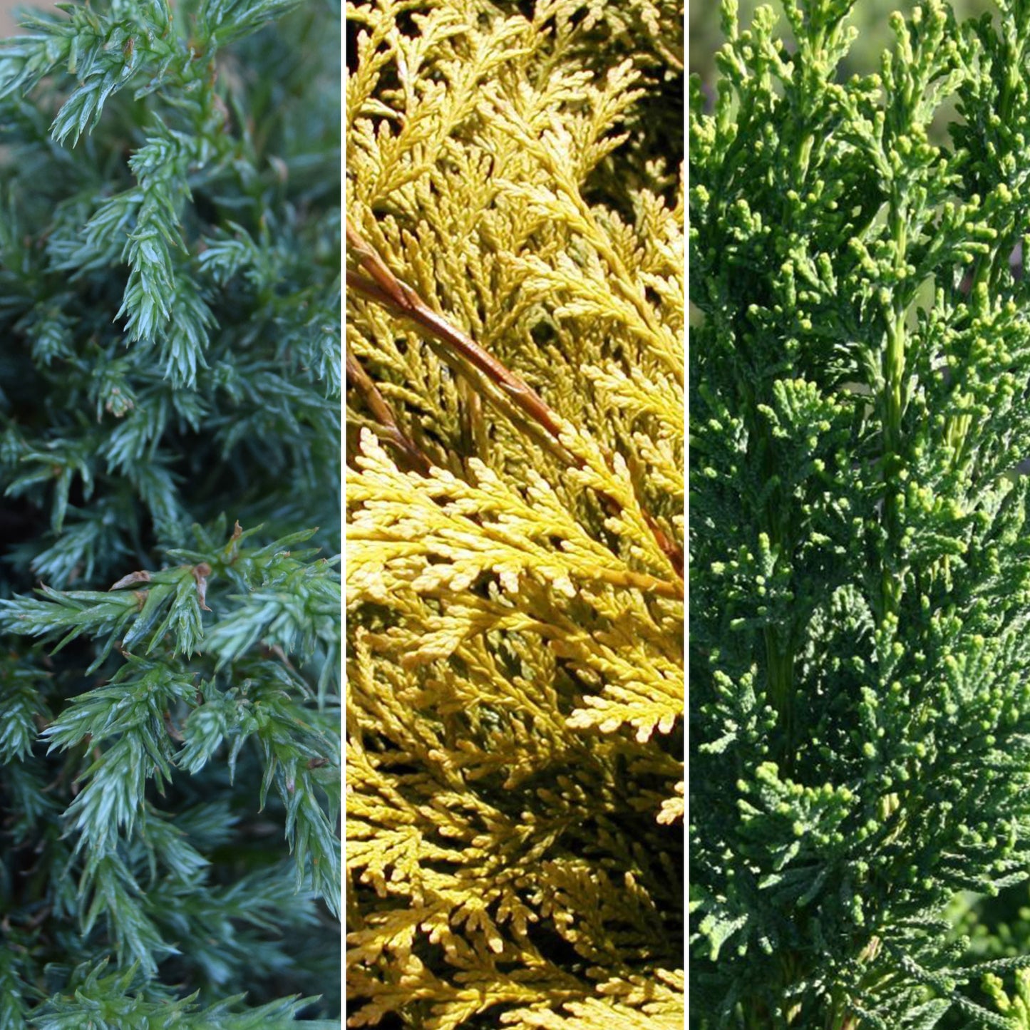 Conifer Mix (9cm, Pack of 3)