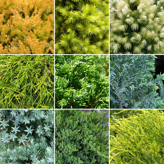 Conifer Mix (9cm, Pack of 5)