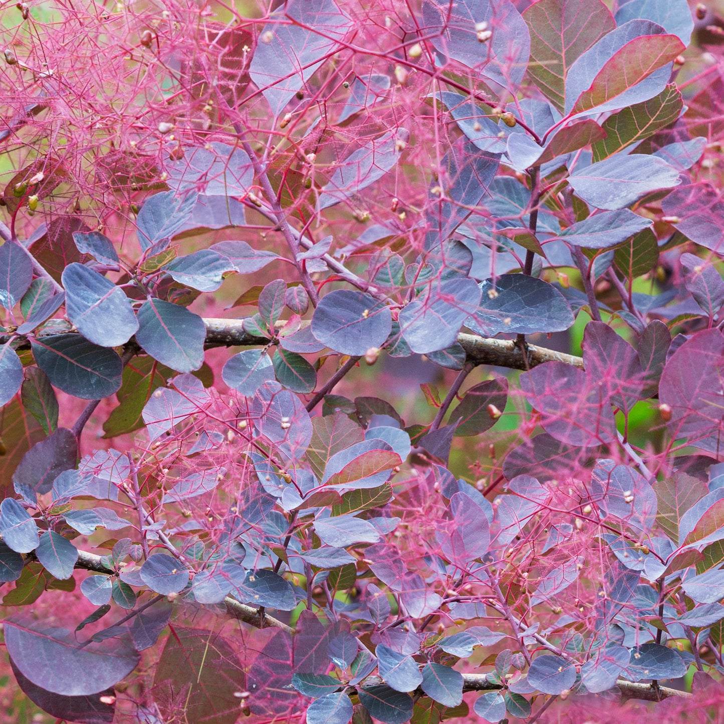 Cotinus Dusky Maiden