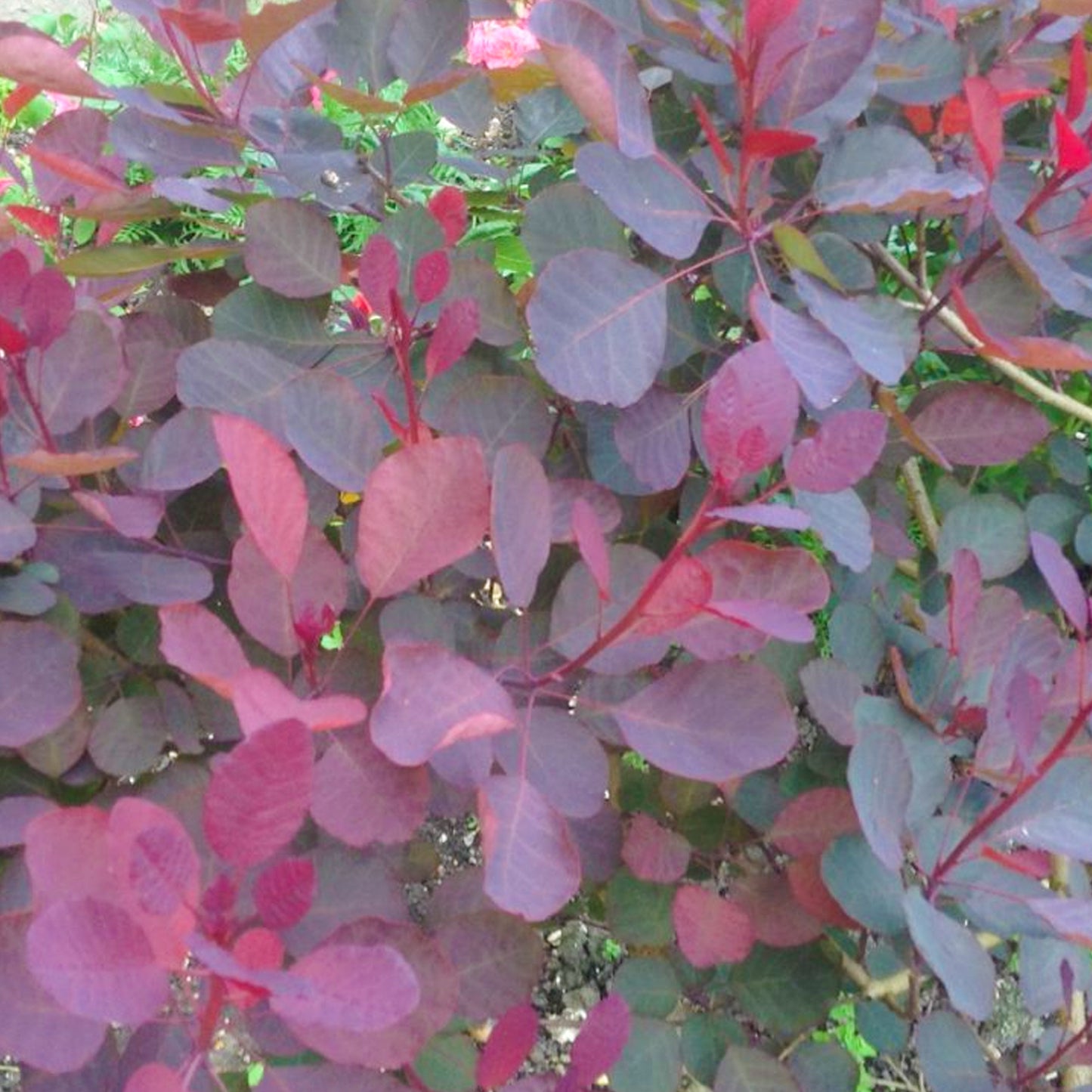 Cotinus Dusky Maiden