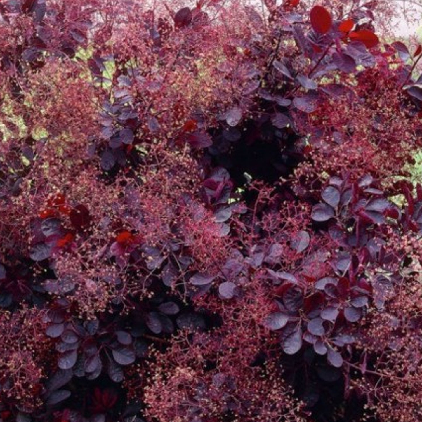 Cotinus Dusky Maiden