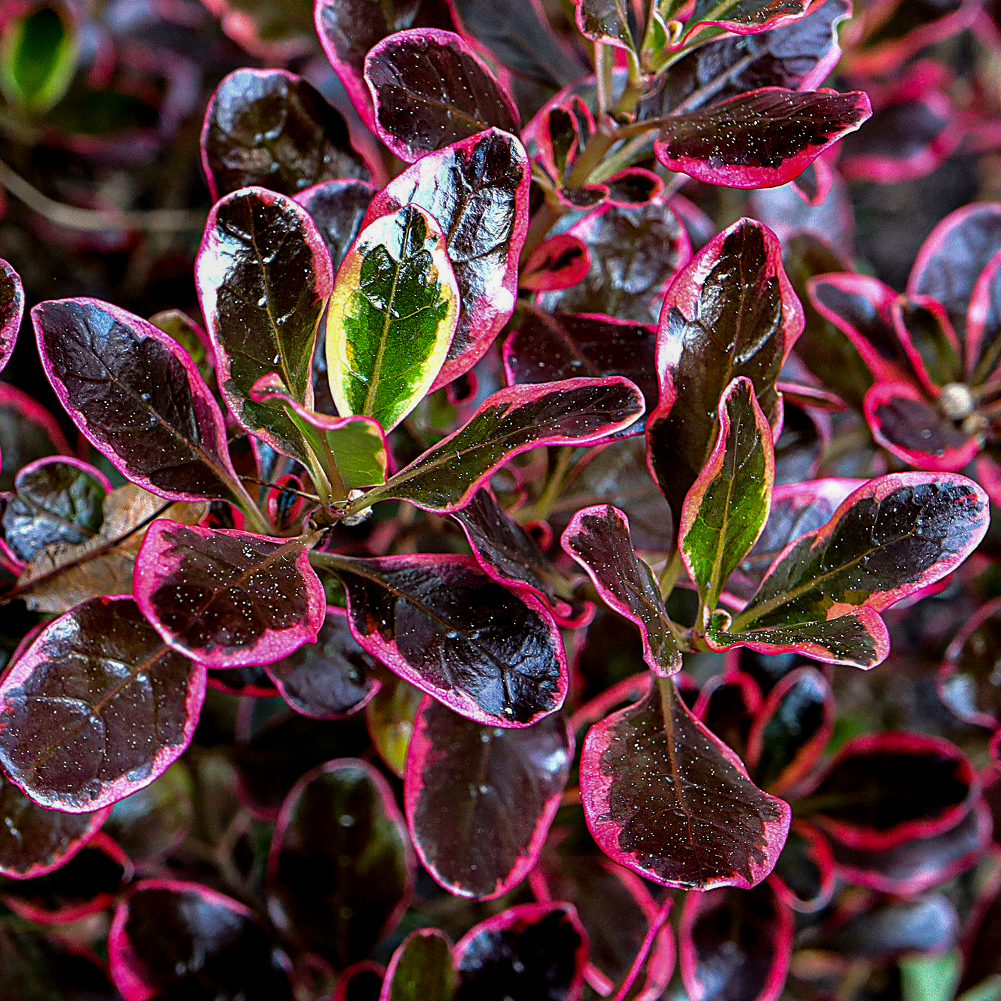 Coprosma Eclipse