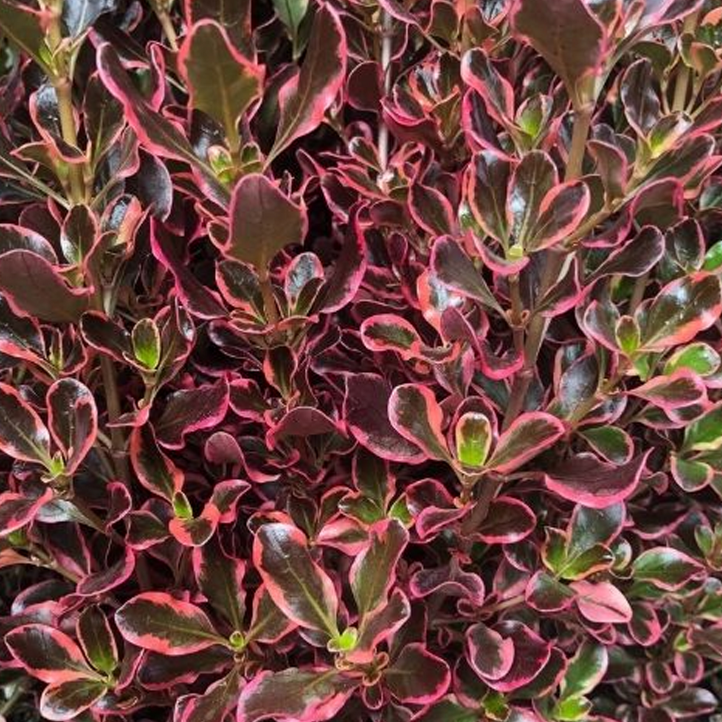 Coprosma Eclipse