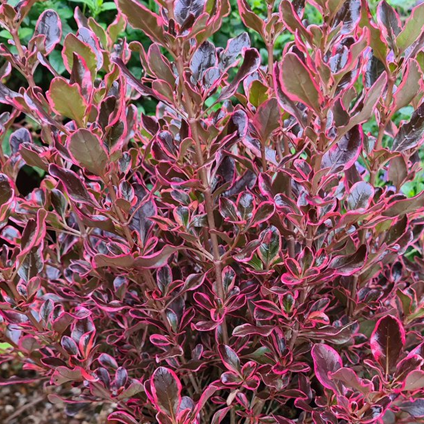 Coprosma Eclipse