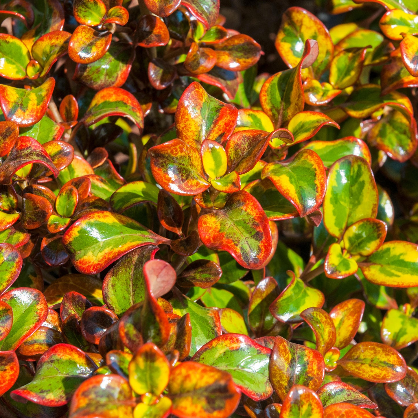 Coprosma Inferno