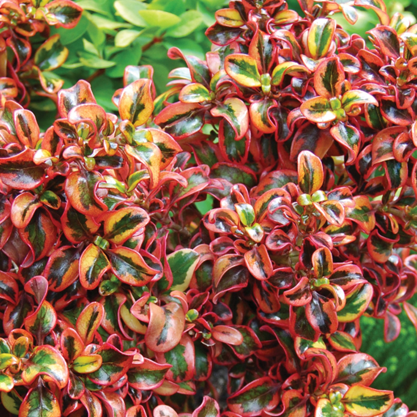 Coprosma Inferno