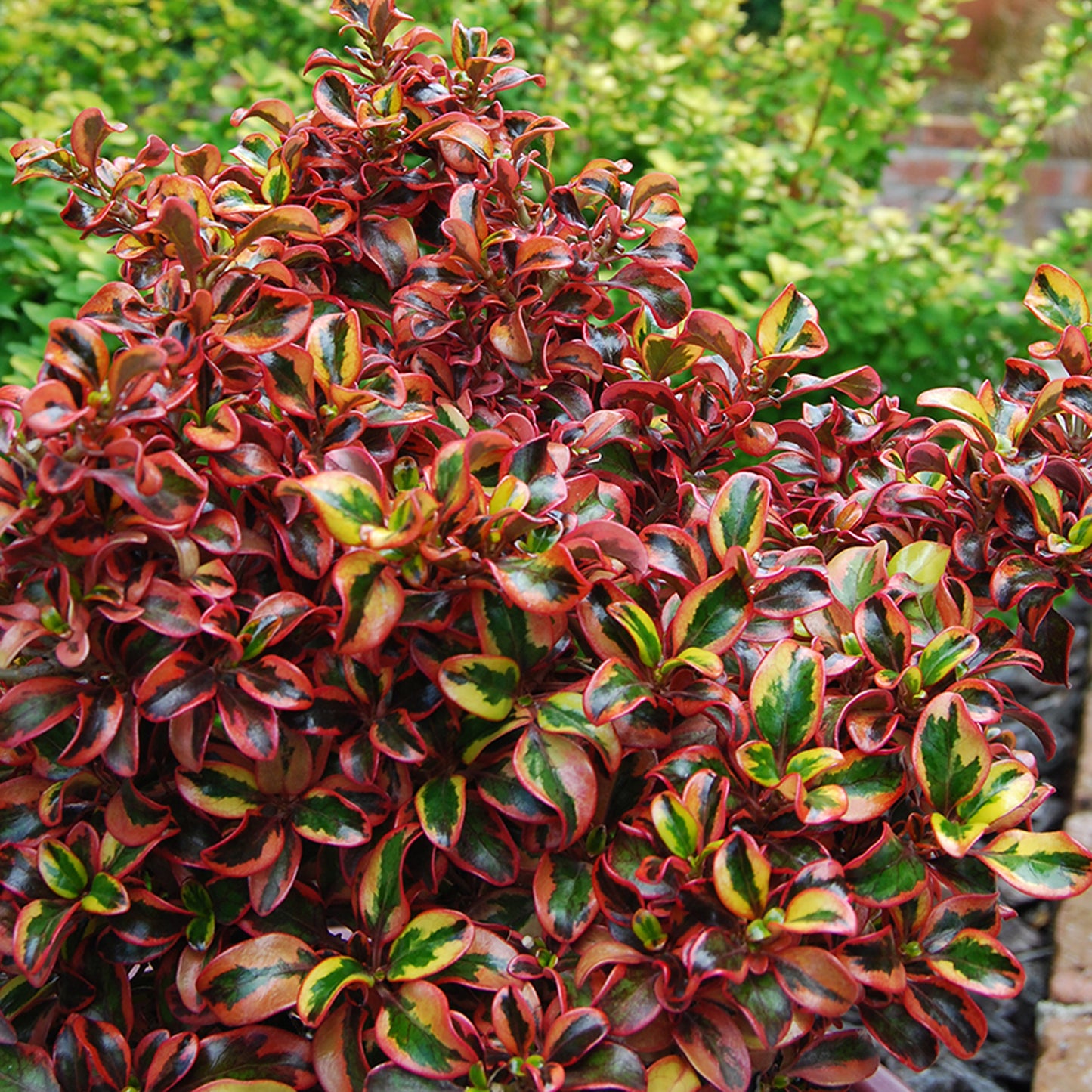 Coprosma Inferno