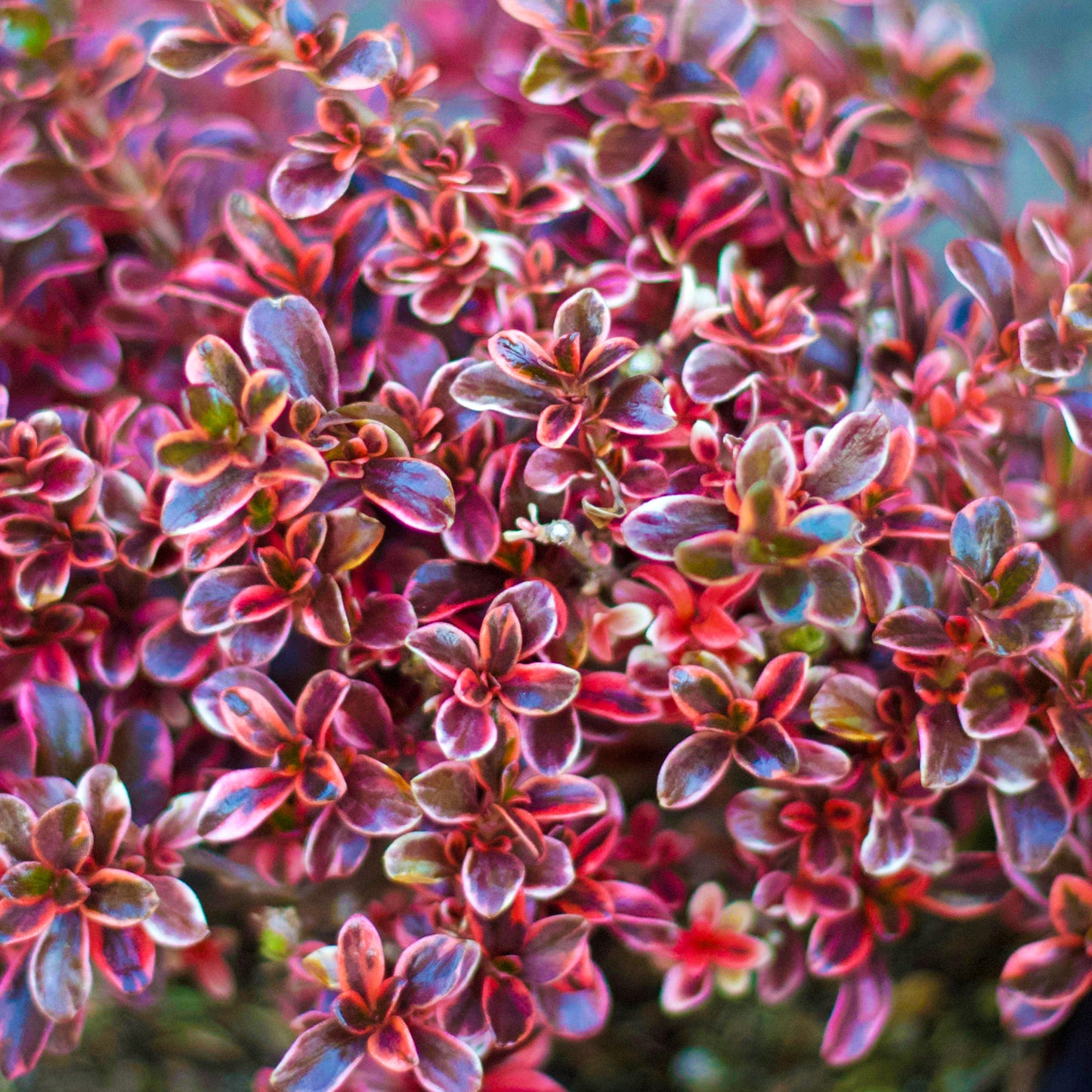 Coprosma Fireburst