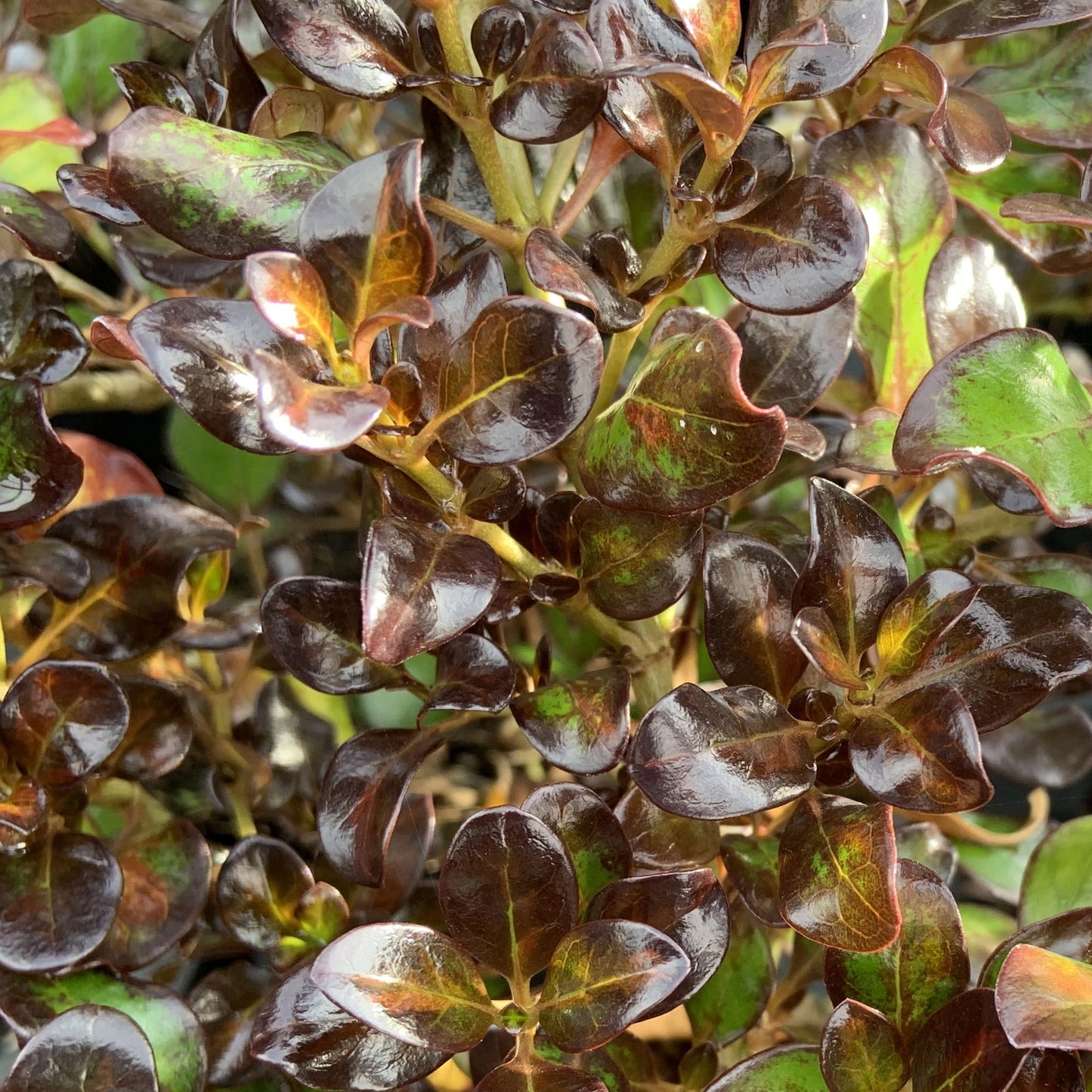 Coprosma Midnight Martini