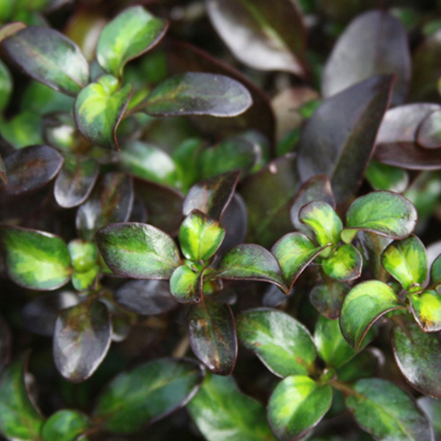 Coprosma Midnight Martini