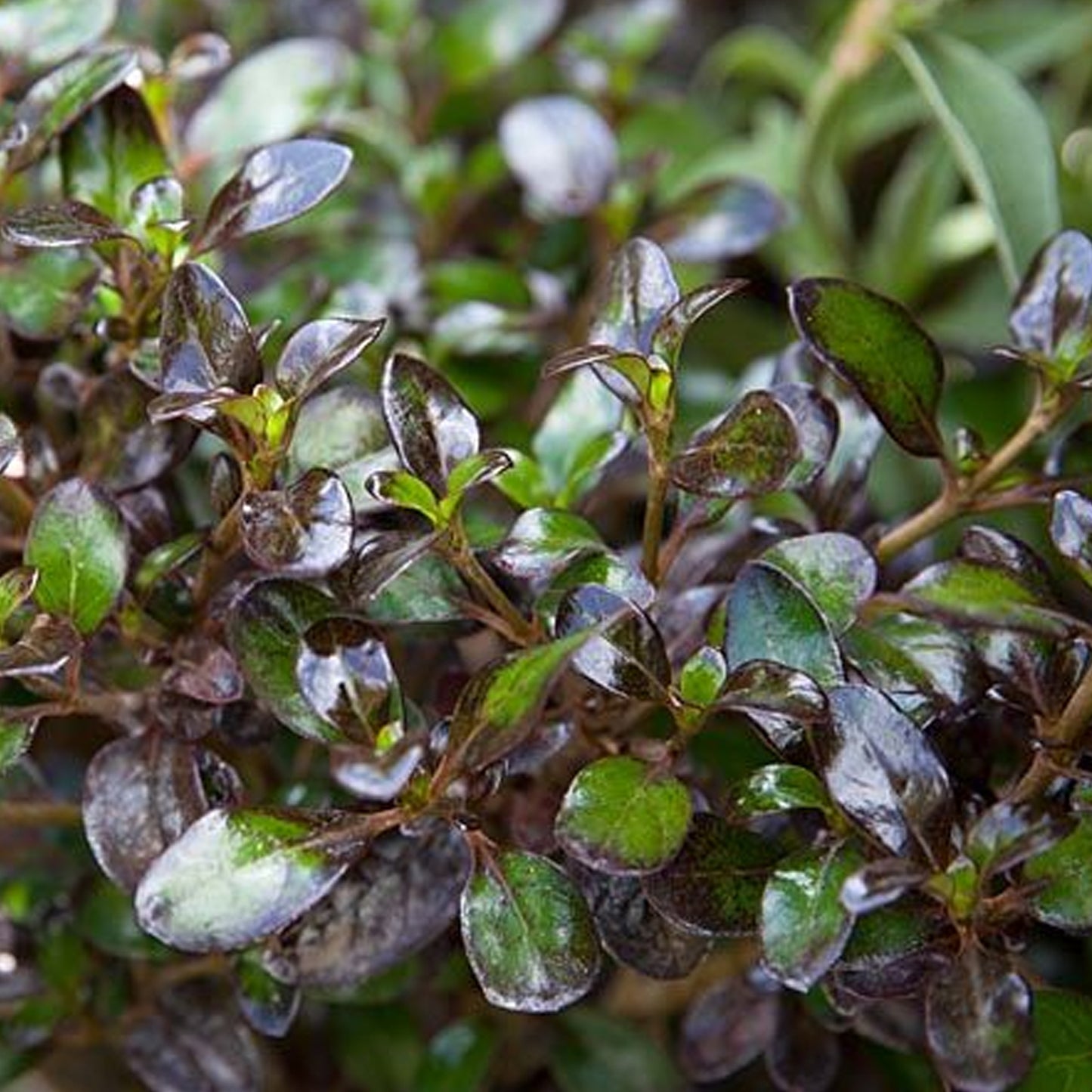 Coprosma Midnight Martini