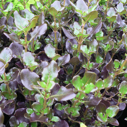 Coprosma Pacific Night