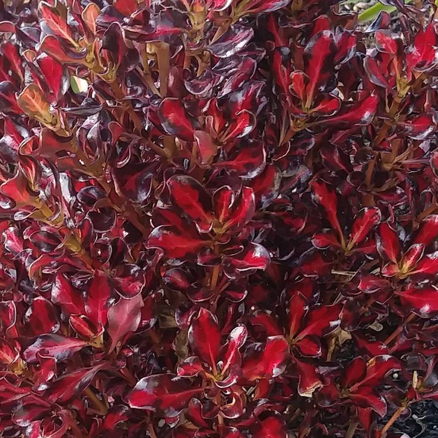 Coprosma Pacific Sunset