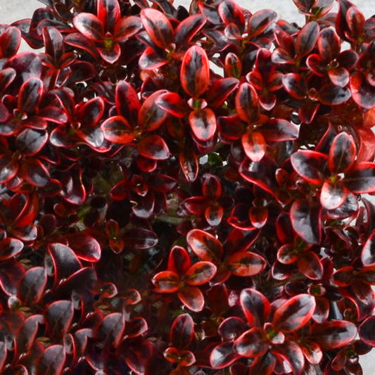 Coprosma Scarlet OHara
