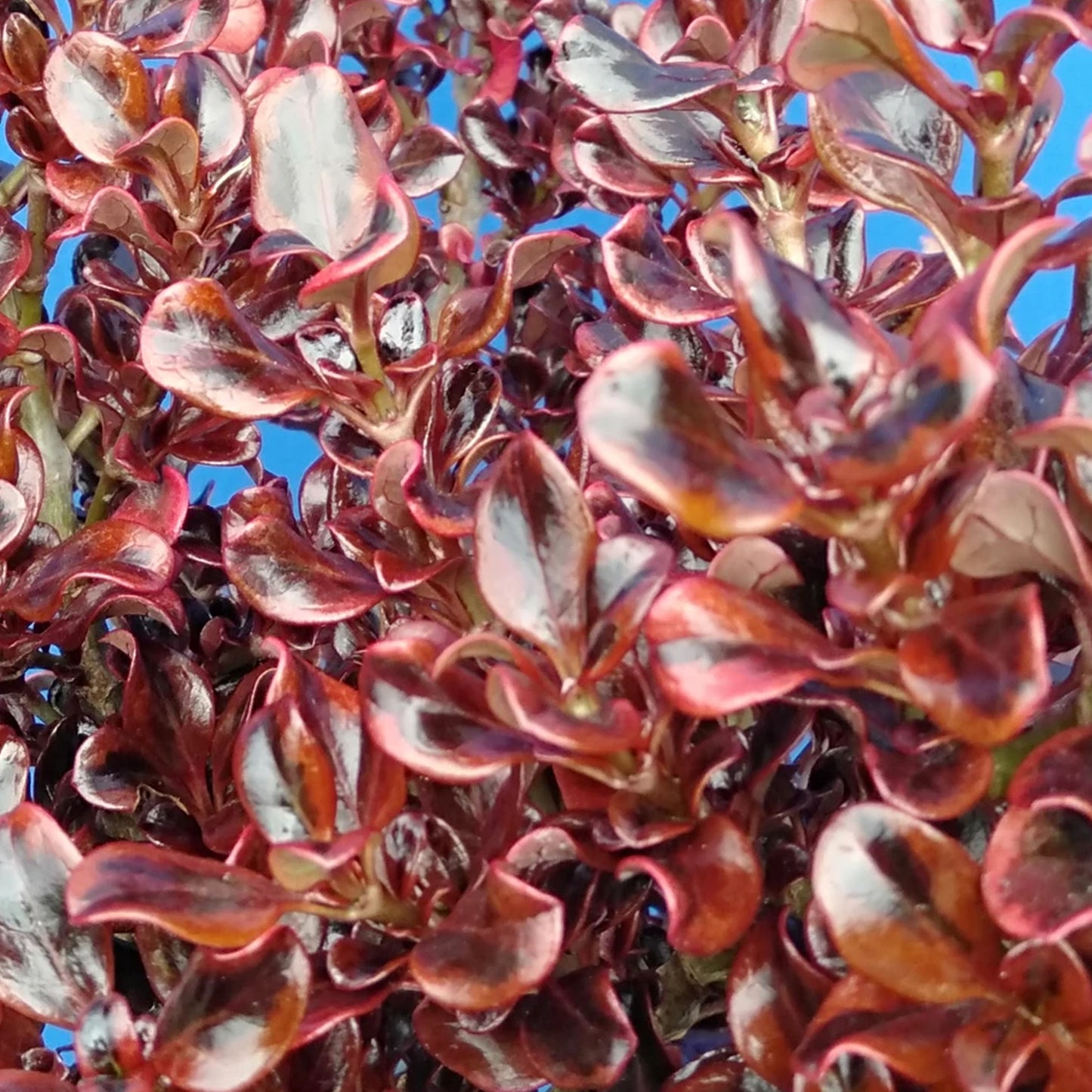 Coprosma Scarlet OHara