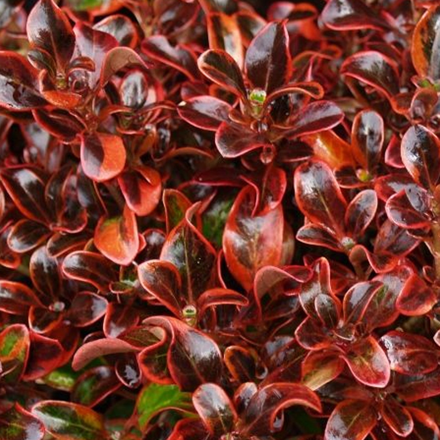 Coprosma Scarlet OHara