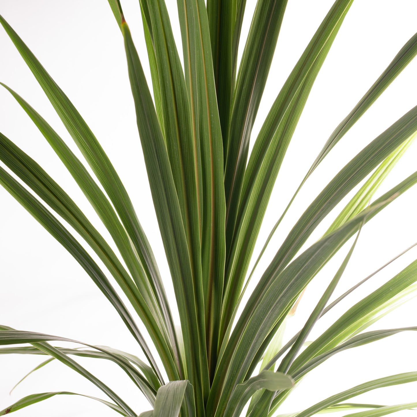 Cordyline Australis (5L)