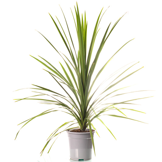 Cordyline Australis (5L)