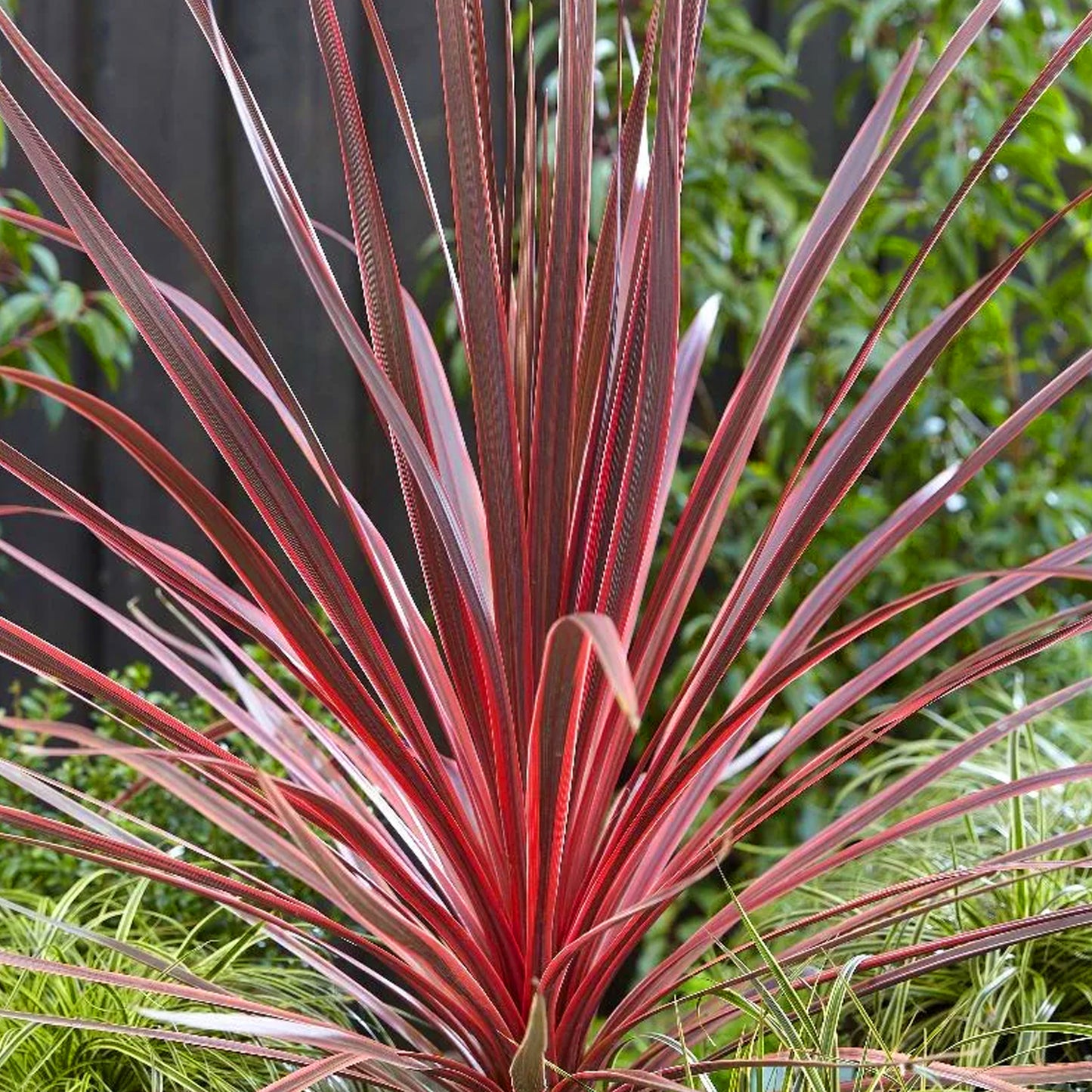 Cordyline Charlie Boy