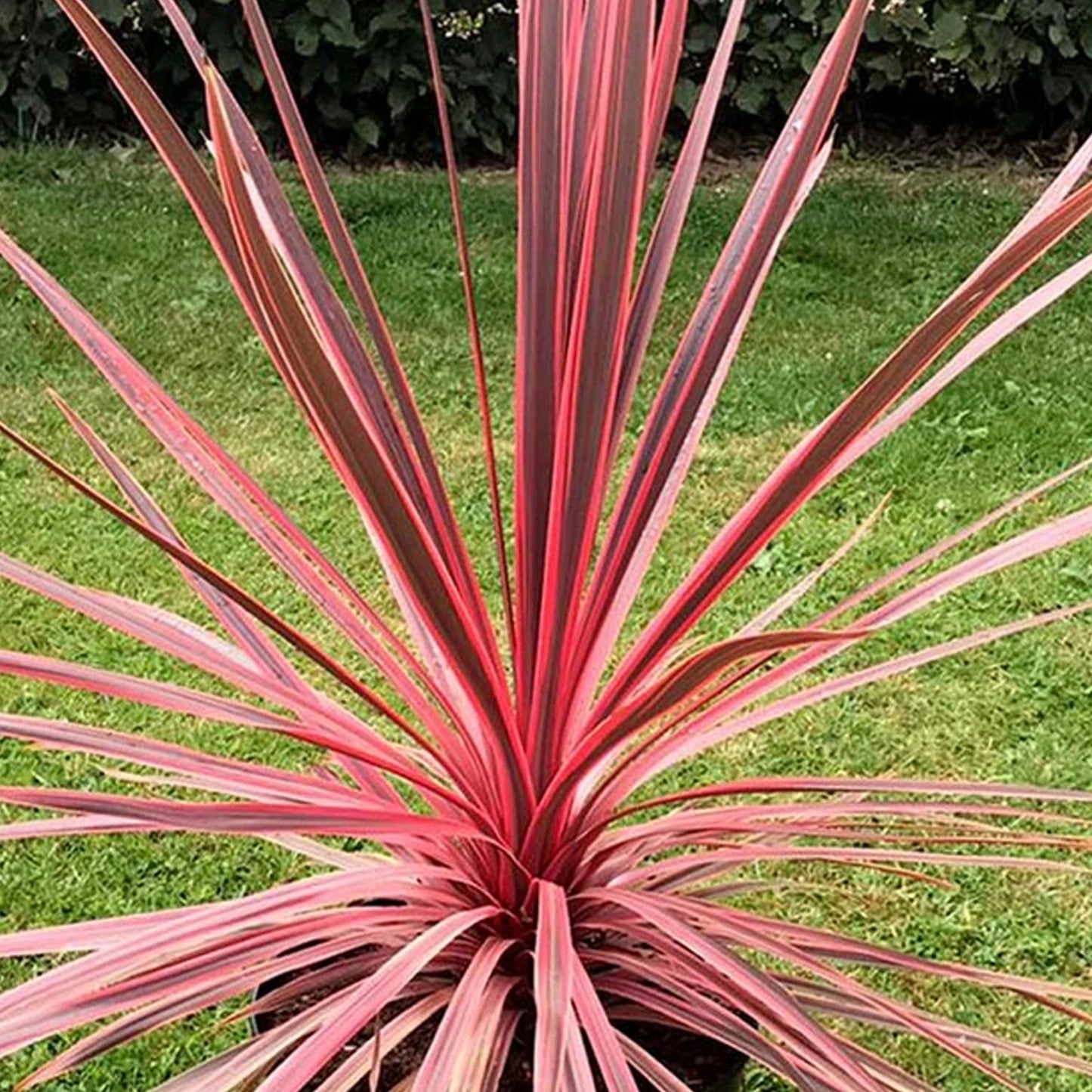 Cordyline Charlie Boy