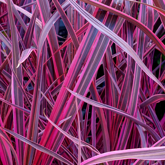 Cordyline Festival Raspberry