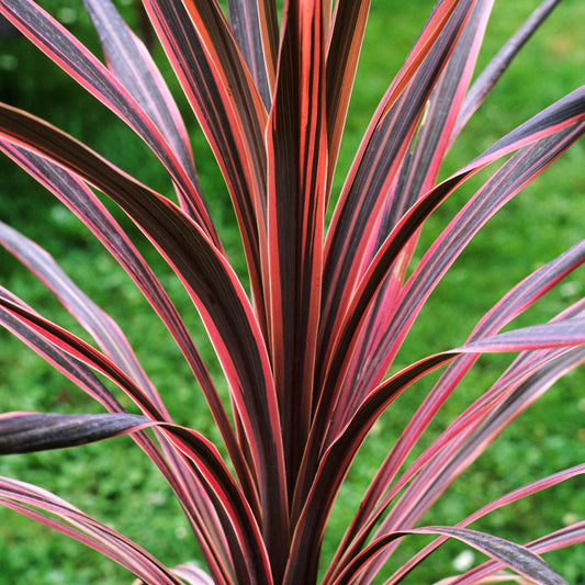 Cordyline Southern Splendour