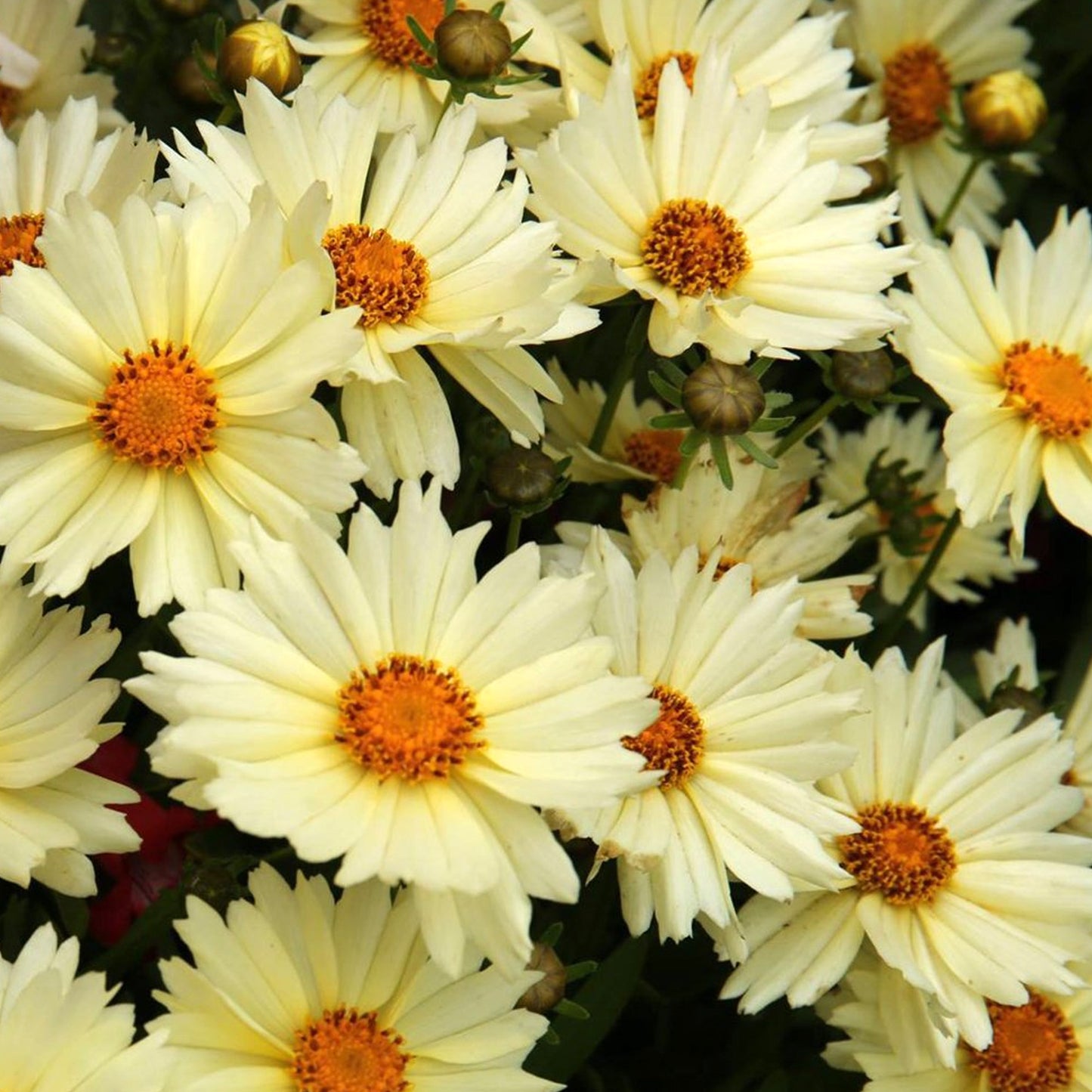 Coreopsis UpTick Cream