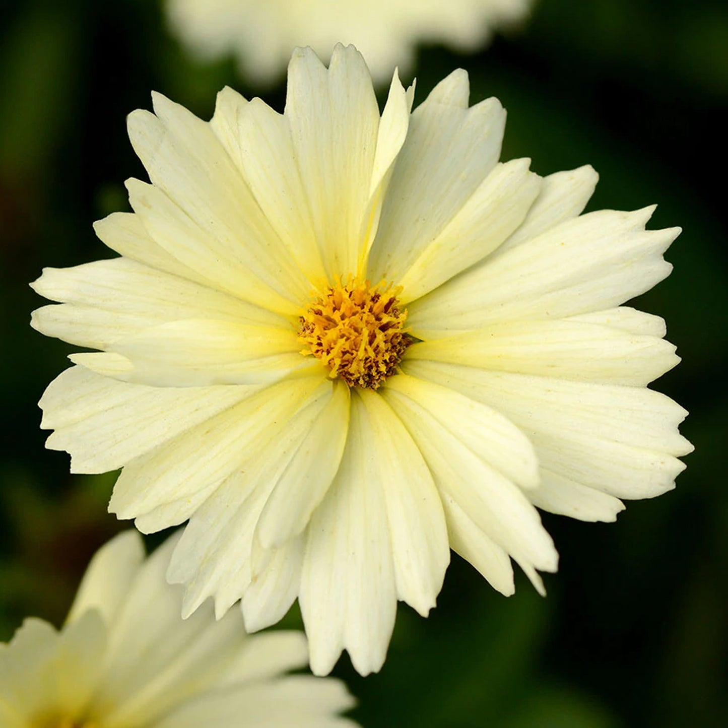 Coreopsis UpTick Cream