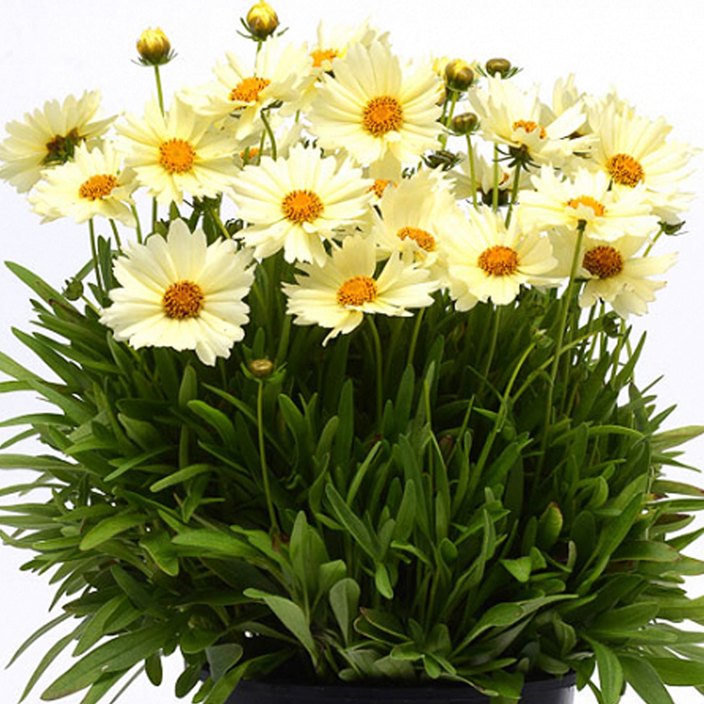 Coreopsis UpTick Cream