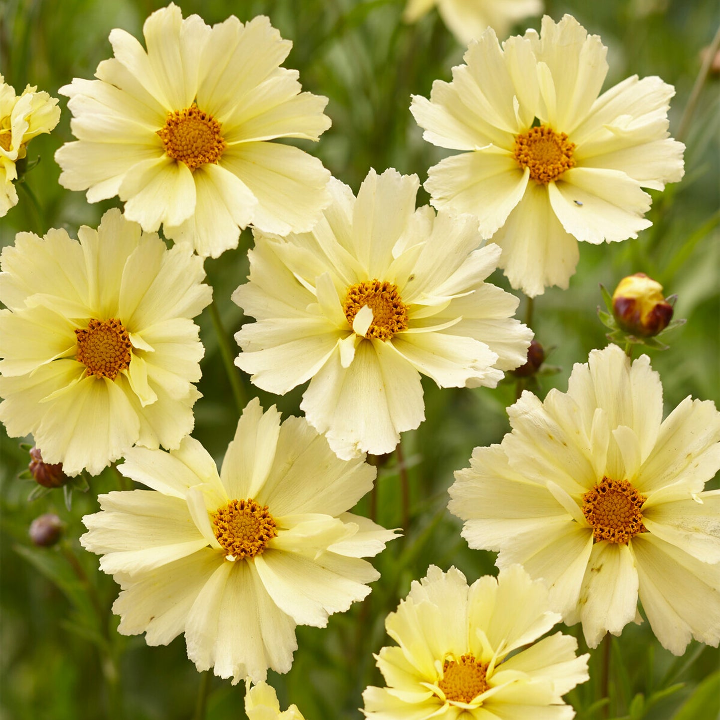 Coreopsis UpTick Cream