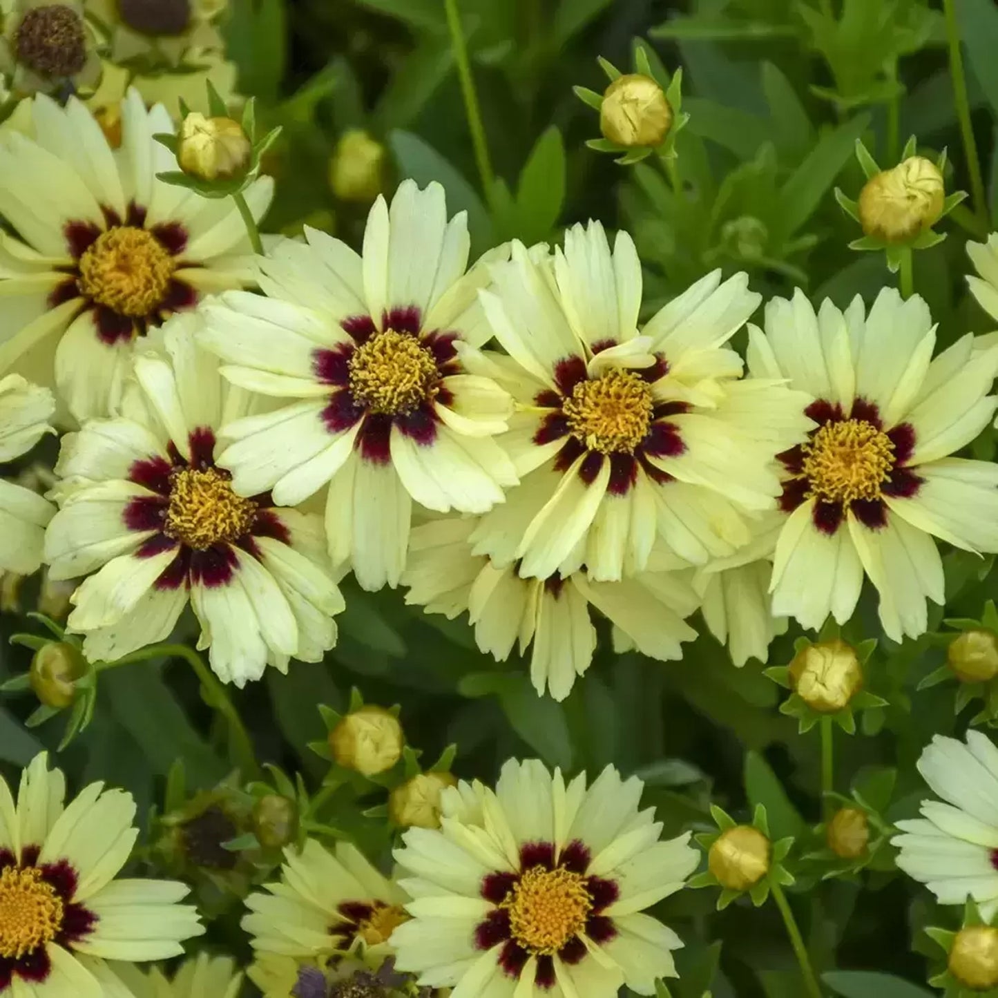 Coreopsis UpTick Cream & Red