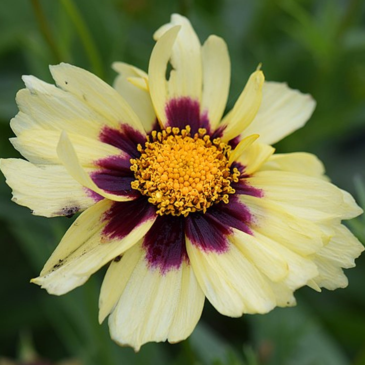 Coreopsis UpTick Cream & Red