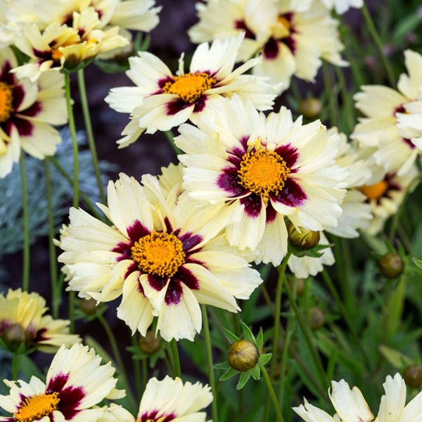 Coreopsis UpTick Cream & Red