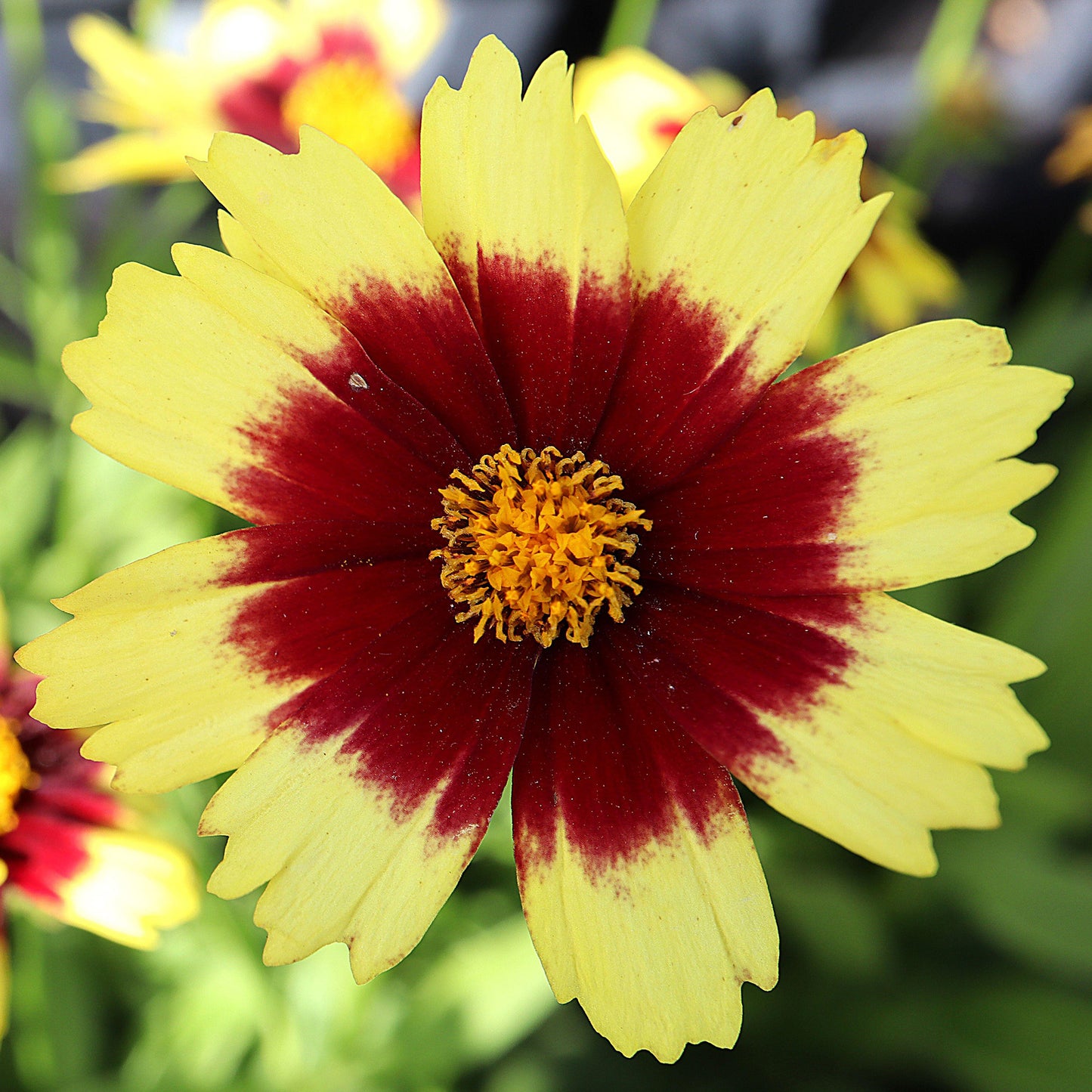 Coreopsis UpTick Cream & Red