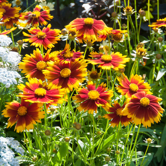 Coreopsis UpTick Gold & Bronze