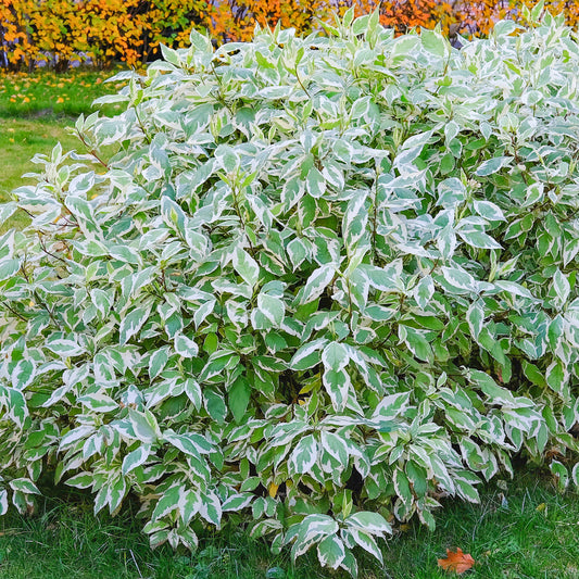 Cornus Elegantissima