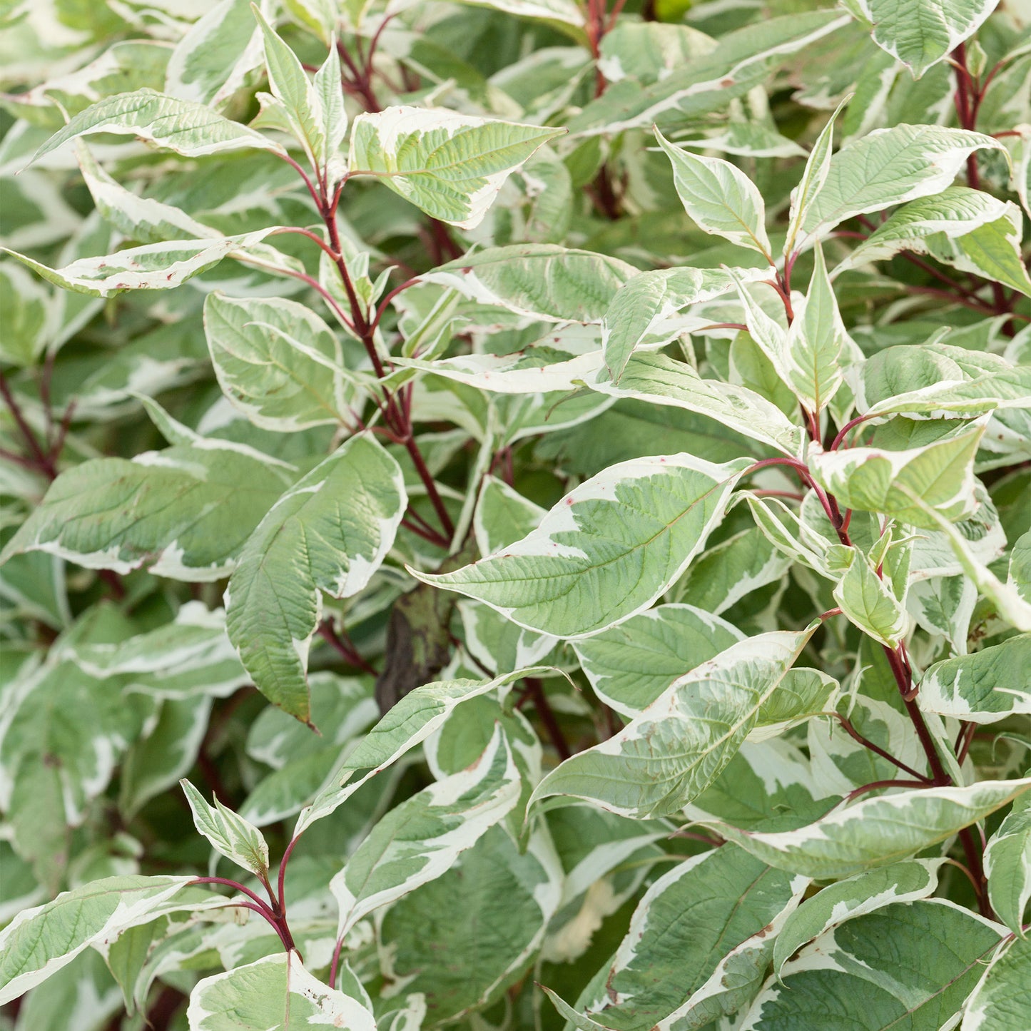 Cornus Sibirica Variegata