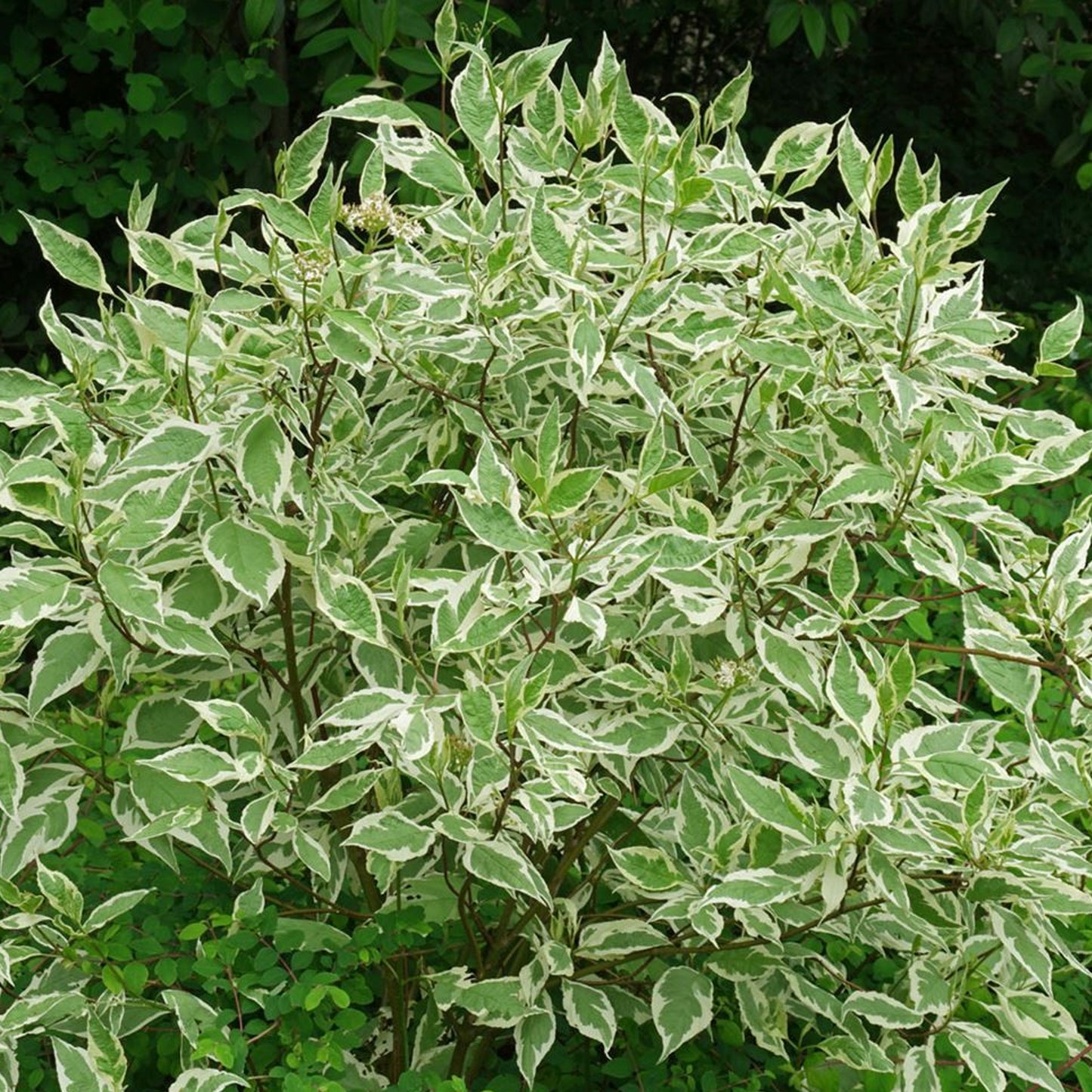 Cornus Sibirica Variegata