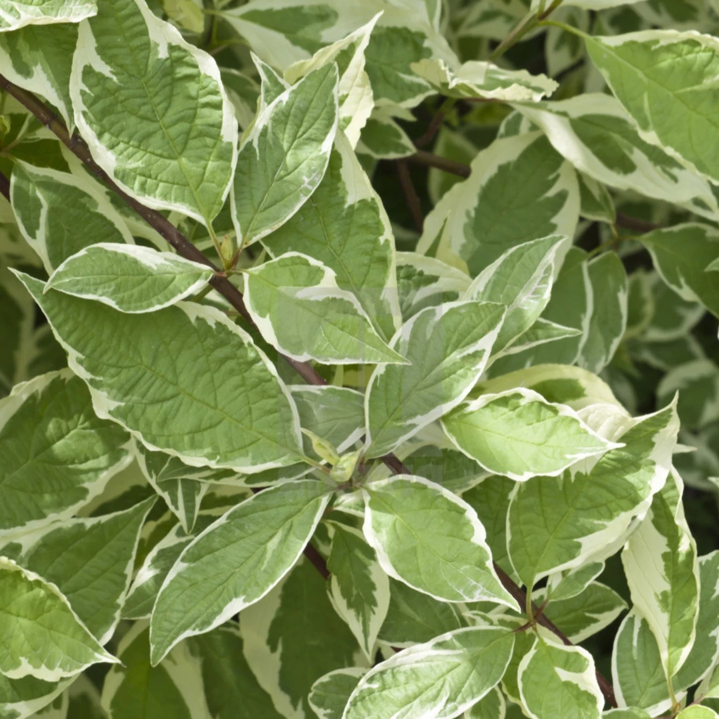 Cornus Sibirica Variegata