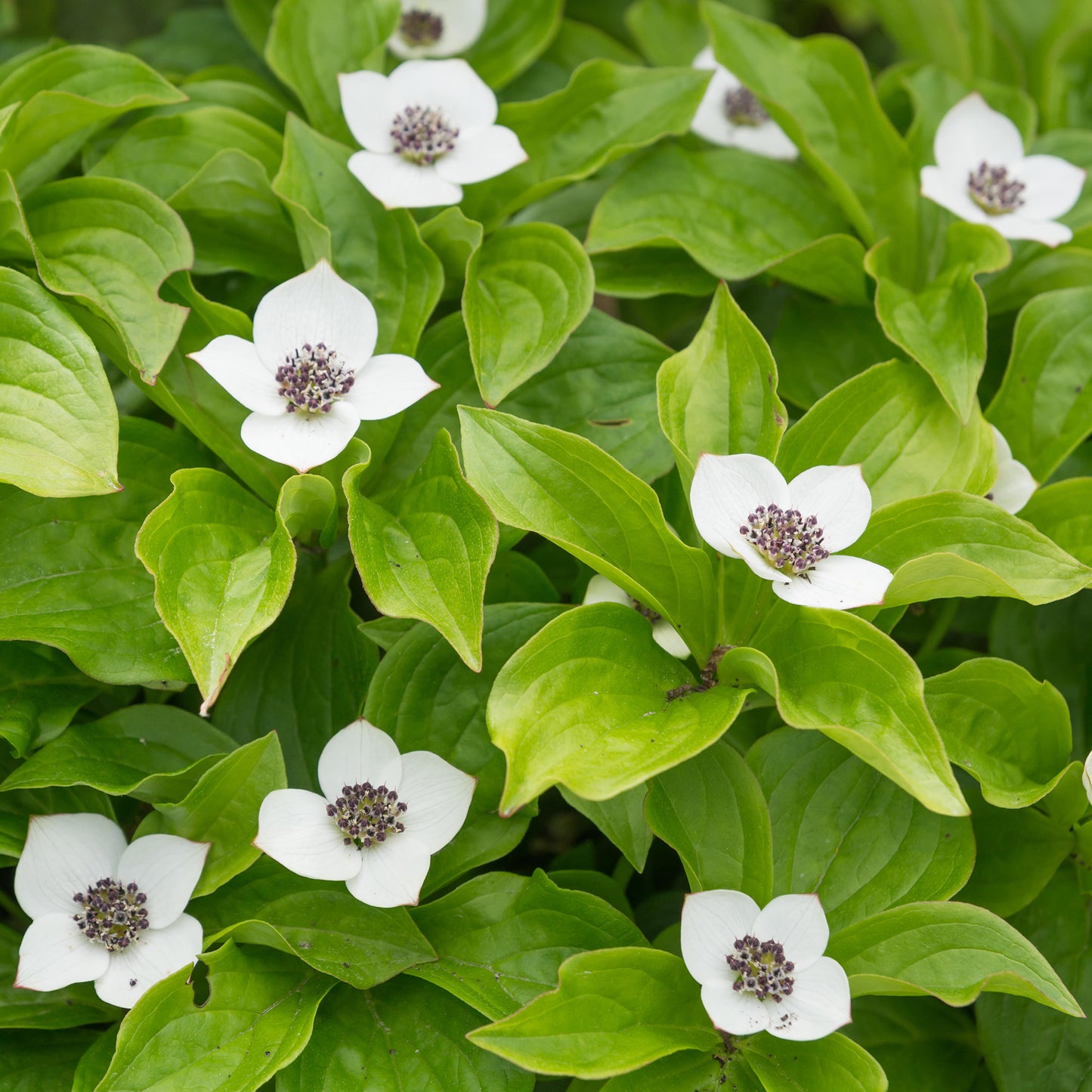 Cornus Canadensis