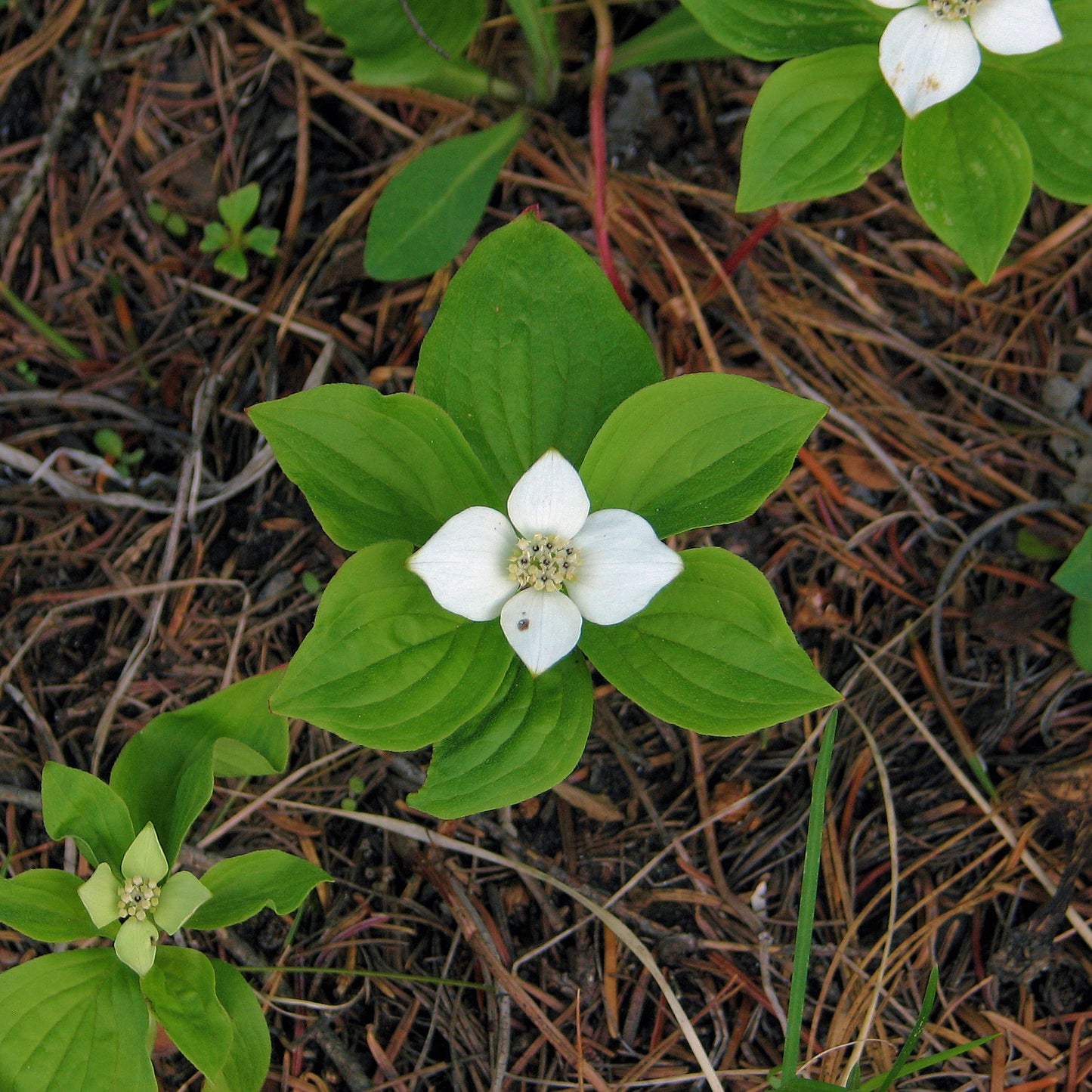 Cornus Canadensis