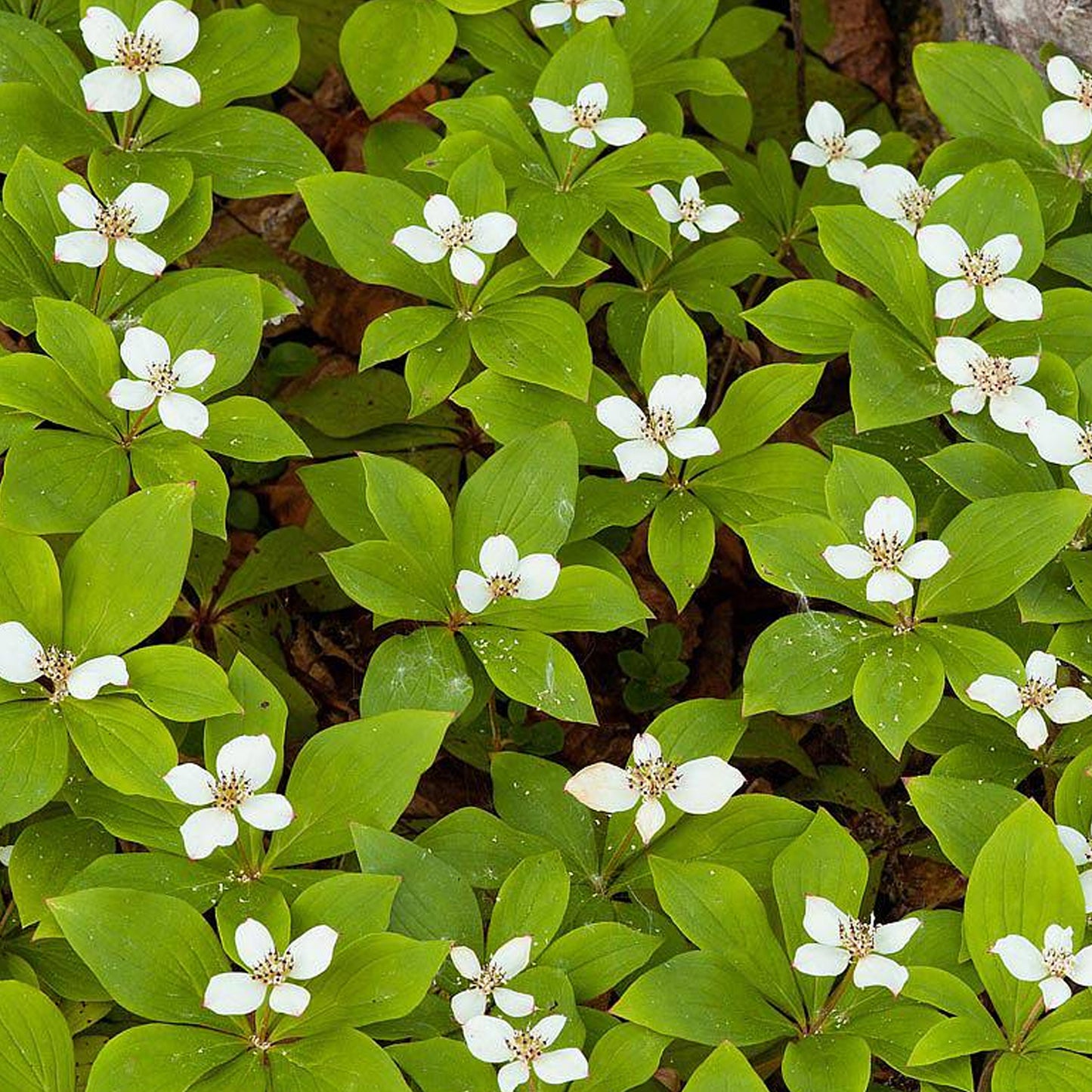 Cornus Canadensis