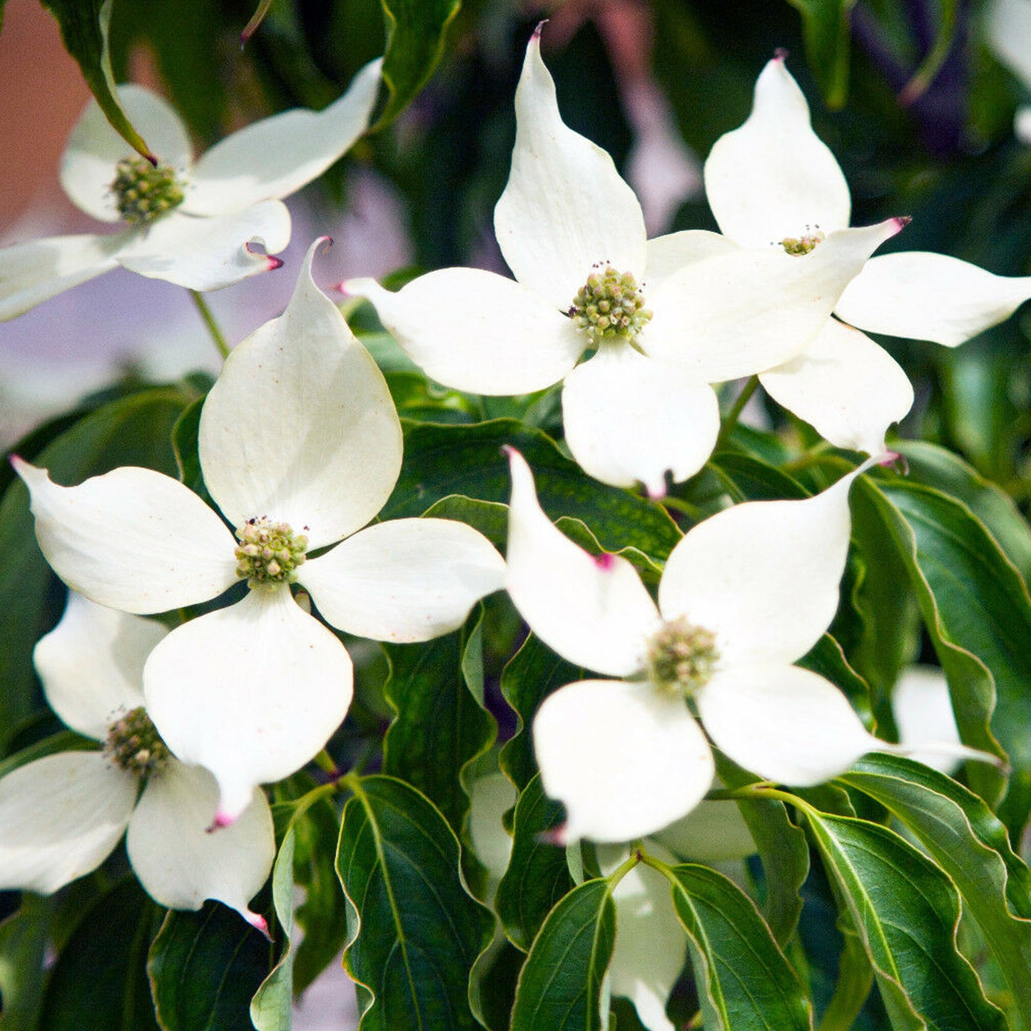 Cornus kousa