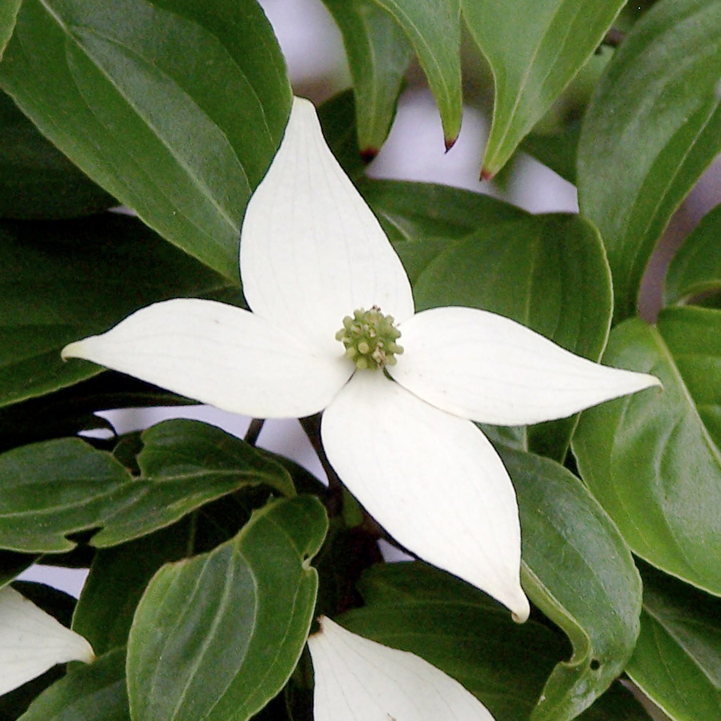 Cornus kousa