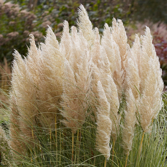 Cortaderia Golden Goblin